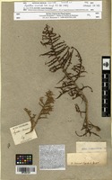 Isotype of Aspalathus acuminata Lam. [family FABACEAE]