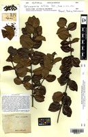 Isotype of Salzmannia nitida DC. [family RUBIACEAE]