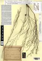 Isotype of Statice remotispicula Lacaita [family PLUMBAGINACEAE]