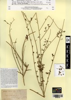 Isosyntype of Genista saharae Coss. & Durieu [family FABACEAE]