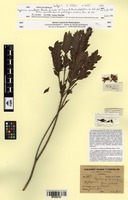 Type? of Hypericum pimeleoides Planch. & Linden ex Triana & Planch. [family HYPERICACEAE]