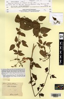 Type? of Jasminum bahiense DC. [family OLEACEAE]