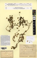 Type of Viola macedonica Boiss. & Heldr. [family VIOLACEAE]