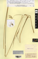 Isotype of Andropogon apricus Trin. var. indicus Hack. [family POACEAE]