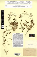 Type of Trifolium rubellum Jord. [family FABACEAE]