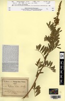 Isotype of Tephrosia elata Deflers [family FABACEAE]