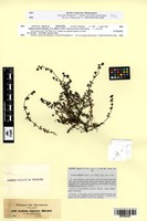 Isotype of Galium simense A.Rich. [family RUBIACEAE]