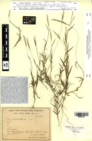 Isotype of Panicum eggersii Hack. [family POACEAE]