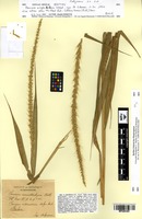 Isotype of Panicum amphibolum Steud. [family POACEAE]
