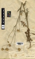 Carduus argentatus L. var. polycephalus Post [family ASTERACEAE]