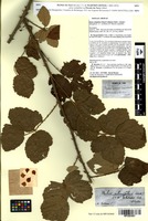 Syntype of Rubus ulmifolius Schott f. dilatatus Sudre [family ROSACEAE]