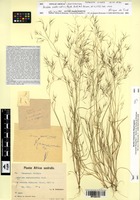Isosyntype of Aristida scabrivalvis Hack. [family POACEAE]