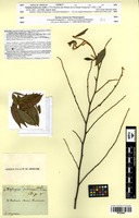 Type? of Xylopia frutescens Aubl. [family ANNONACEAE]