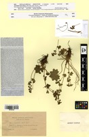 Isosyntype of Alchemilla micans Buser [family ROSACEAE]