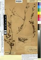Holotype of Erodium hesperium (Maire) Lindley [family GERANIACEAE]