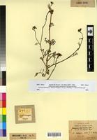 Syntype of Crambella teretifolia (Batt.) Maire [family BRASSICACEAE]