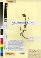 Isosyntype of Ononis pseudocaphalantha Emb. & Maire [family FABACEAE-PAPILIONOIDEAE]