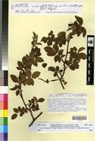 Type of Rosa obtusifolia Desv. f. arenosa R. Keller [family ROSACEAE]