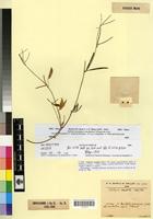Type of Lathyrus saxatilis (Vent.) Vis. f. paucifoliolatus Maire & Weiller [family FABACEAE-PAPILIONOIDEAE]