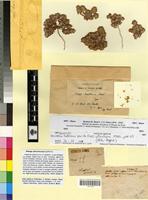Syntype of Filago desertorum Pomel [family ASTERACEAE]