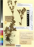 Type of Potentilla hirta L. var. afra P. & F.Q. [family ROSACEAE]