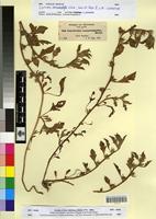Isotype of Ipomoea commatophylla A. Rich. [family CONVOLVULACEAE]