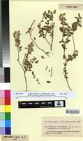 Syntype of Polygala font-queri Pau [family POLYGALACEAE]