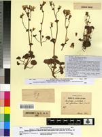 Type? of Saxifraga granulata L. var. mauritiana Sennen [family SAXIFRAGACEAE]