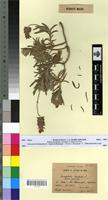 Isotype of Lavandula dentata L. f. persicina Upson & S.Andrews [family LAMIACEAE]