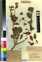 Type? of Quercus ilex L. f. mixta Villar [family FAGACEAE]