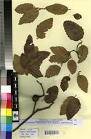 Syntype of Quercus x kabylica Trab. [family FAGACEAE]