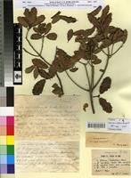 Type? of Quercus x trabutiana Maire [family FAGACEAE]