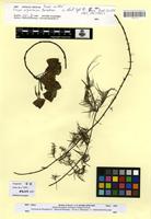 Type of Trapa algeriensis V.N.Vassil. [family TRAPACEAE]