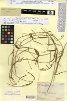 Syntype of Oxystelma alpini Decne. [family ASCLEPIADACEAE]