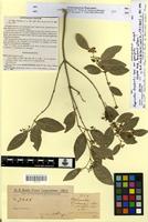 Isotype of hippocratea grisebachii Loes. var. parvifolia Hassl. & Chodat [family HIPPOCRATEACEAE]