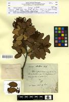 Type? of Quercus ballota Desf. [family FAGACEAE]