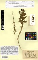 Isotype of Euphorbia zahnii Halácsy [family EUPHORBIACEAE]