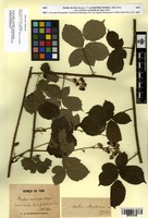Syntype of Rubus martrinii Sudre [family ROSACEAE]