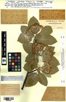 Holotype of Sorbus aria Crantz var. canescens Legrand [family ROSACEAE]