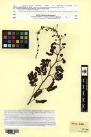 Syntype of Mimosa lactiflua Benth. [family FABACEAE]