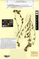 Type of Ononis curtipendula Sirjaev [family FABACEAE-PAPILIONOIDEAE]