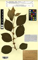 Type? of Actinidia melanandra Franch. [family ACTINIDIACEAE]