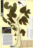 Isotype of Morus alba L. var. indica Bureau [family MORACEAE]