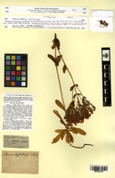 Type? of Erythraea centaurium (L.) Pers. var. suffruticosa Griseb. [family GENTIANACEAE]
