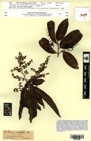 Isosyntype of Elvasia sprucei Tiegh. [family OCHNACEAE]