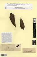Isotype of Planchonella disticha Tiegh. [family OCHNACEAE]