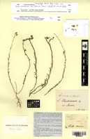 Isosyntype of Linum austriacum L. var. collinum Boiss. [family LINACEAE]