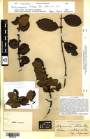 Isotype of Salzmannia nitida DC. [family RUBIACEAE]