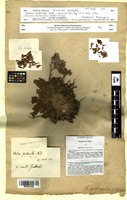 Type? of Statice puberula Webb [family PLUMBAGINACEAE]