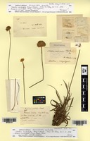 Type? of Statice undulata Bory & Chaub. [family PLUMBAGINACEAE]